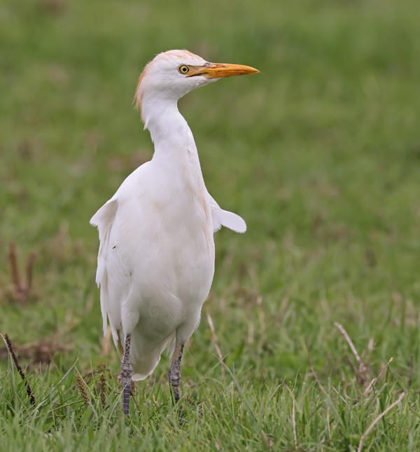 Bubulcus ibis Cattle eagret Koereiger